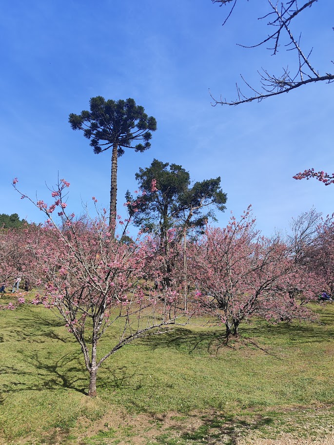 Campos do Jordão 4